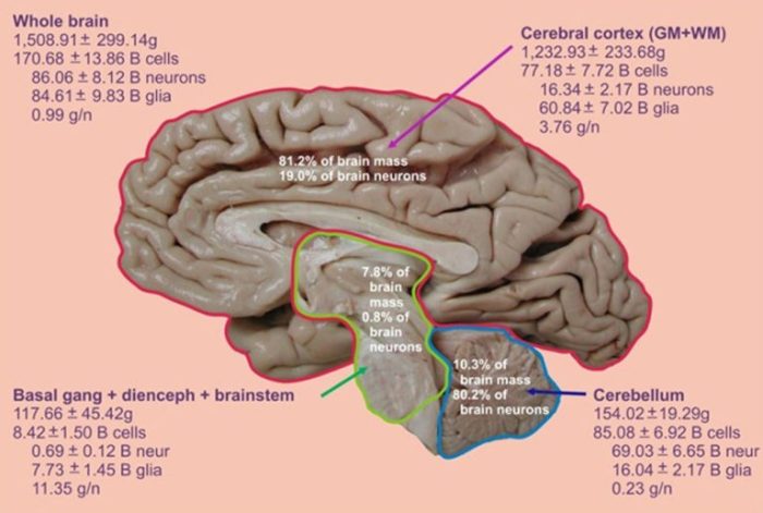 How many neurons in the human body