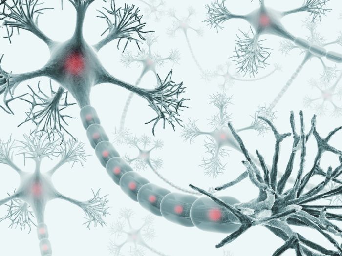 Neuron types basic composition vector royalty