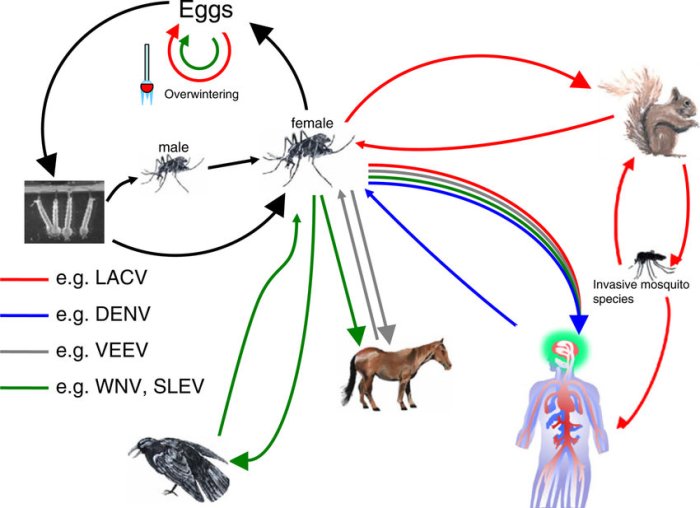 What are the arboviruses in sloths?