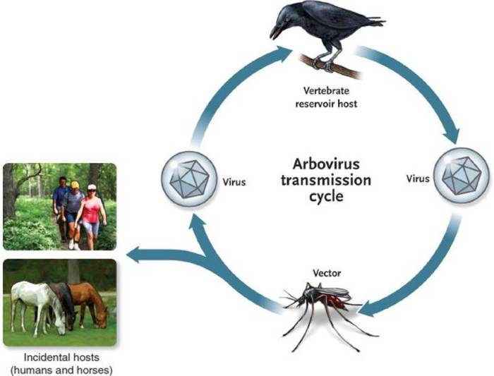 Arboviruses microbiology transmission immunology arbovirus cycle 13th medical edition review virus