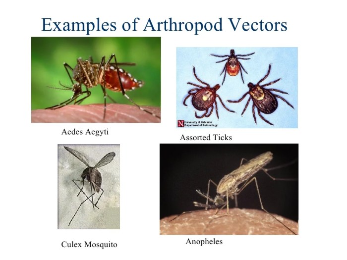 What are the arboviruses in sloths?